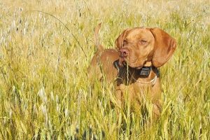SportDog SD-425 Remote Best Dog Training Collars Reviews