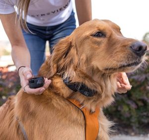 Best Remote Dog Training Collar Reviews