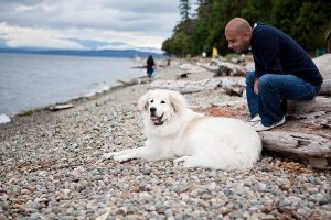 PetSafe Big Dog Remote Training Collar- Best Dog Training Collar Review