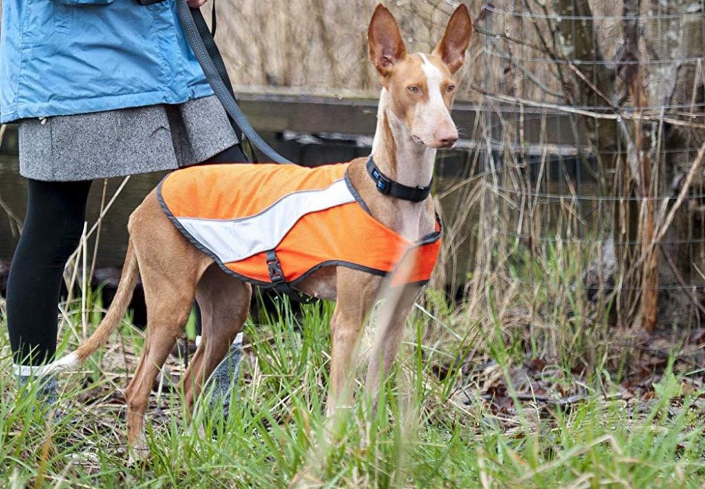 Canine Friendly High Visibility Dog Vest